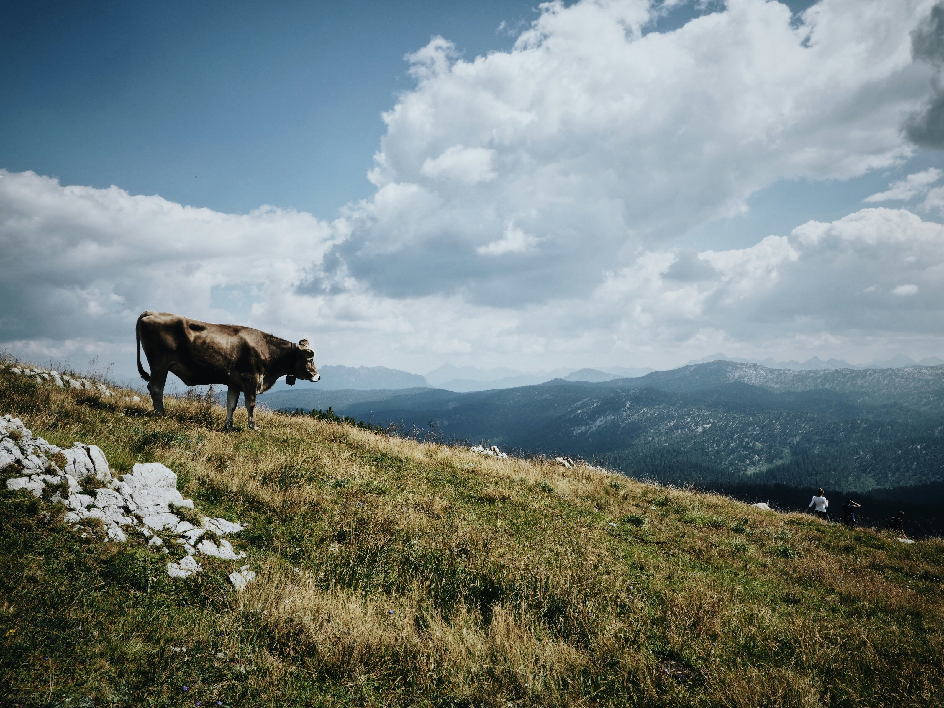 brown cow on grass field under cloudy sky